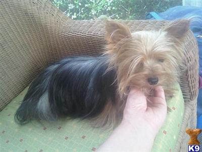Stud Dogs - Yorkshire Terrier